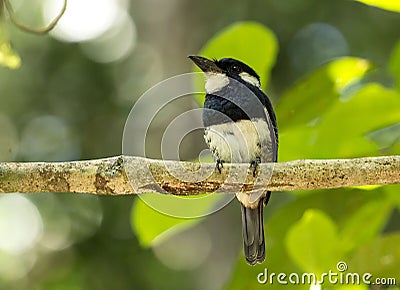 Black-breasted Puffbird Notharchus pectoralis Panama Stock Photo