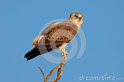 Black-breasted snake eagle Stock Photo