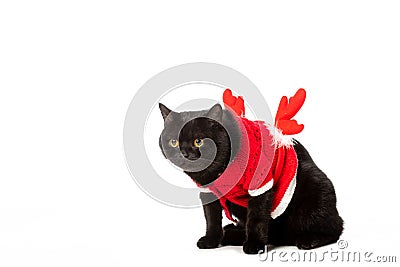 black british shorthair cat in christmas vest and horns Stock Photo