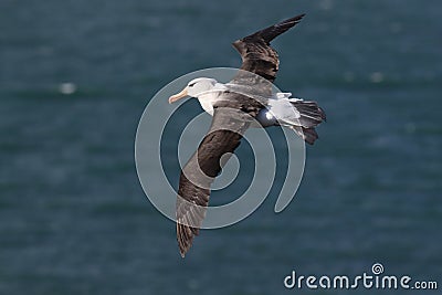 Black-browed Albatros ( Thalassarche melanophris ) or Mollymawk Helgoland Island Germany Stock Photo