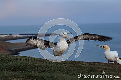 Black-browed Albatros & x28; Thalassarche melanophris & x29; or Mollymawk Helgoland Island Germany Stock Photo
