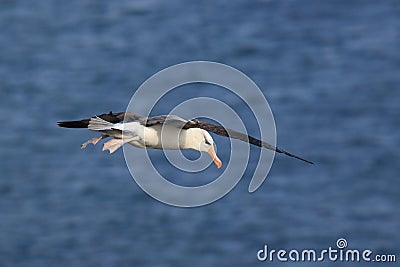 Black-browed Albatros ( Thalassarche melanophris ) or Mollymawk Helgoland Island Germany Stock Photo