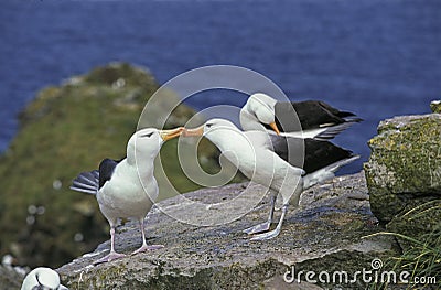 BLACK-BROWED ALBATROSS diomedea melanophris, PAIR COURTING, DRAKE PASSAGE IN ANTARCTICA Stock Photo