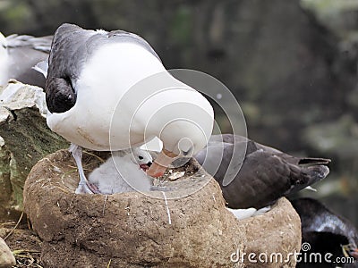 Black-browed albatross on Falklands Stock Photo