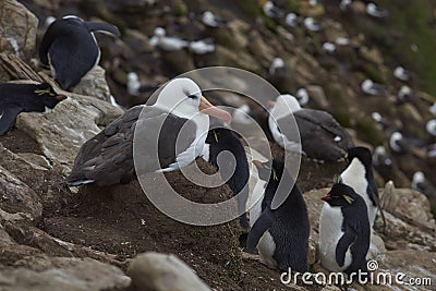 Black-browed Albatross nesting on the Falkland Islands Stock Photo
