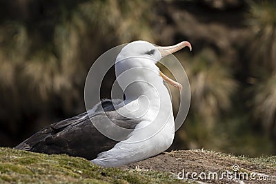 Black-browed Albatross sits on his nest and has his beak wide open on Saunders Island, Falkland Islands Stock Photo