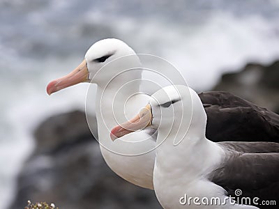 Black-browed Albatross, Thalassarche melanophris, Sounders Island, Falkland-Malvinas Stock Photo