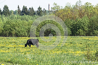 Black and brown cows in meadow at farm in spring Stock Photo