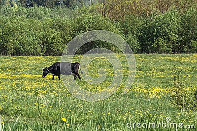 Black and brown cows in meadow at farm in spring Stock Photo