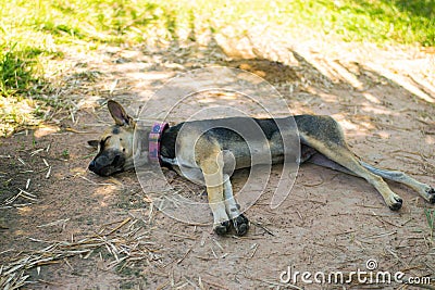 black brown dog sleeping Stock Photo
