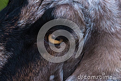 Domestic goat / Capra aegagrus hircus close up / macro of eye with rectangular pupil. Stock Photo