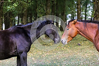 two black and brown horse Stock Photo