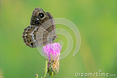 Nymphalidae butterfly Stock Photo