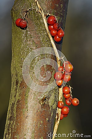 Black Bryony Berries Stock Photo