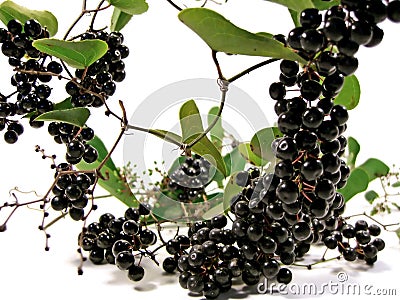 Black Bryony berries Stock Photo