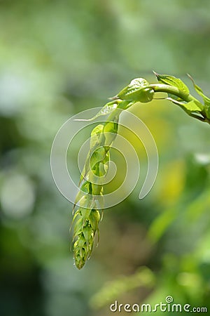 Black bryony Stock Photo