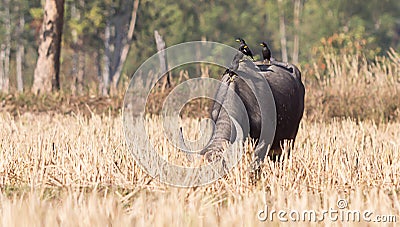 Black buffalo with four birds Stock Photo