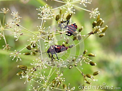 Black bug on plant , Lithuania Stock Photo