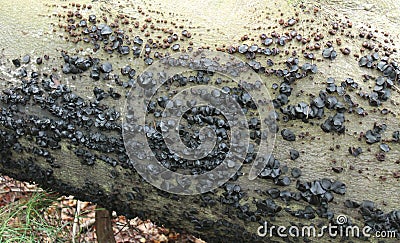 Black Bulgar Fungi. Stock Photo