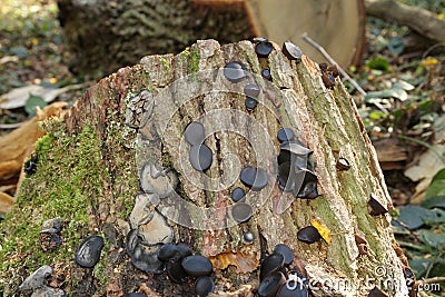 Black bulgar mushroom Stock Photo