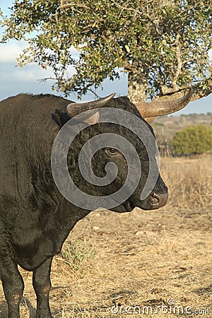Black Bull Stock Photo