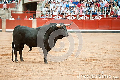 Black bull on the arena with public fund Editorial Stock Photo