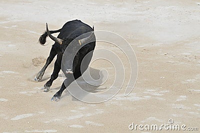 Black bull charging Stock Photo