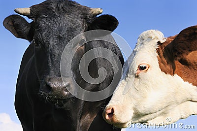 Black bull and his cow Stock Photo