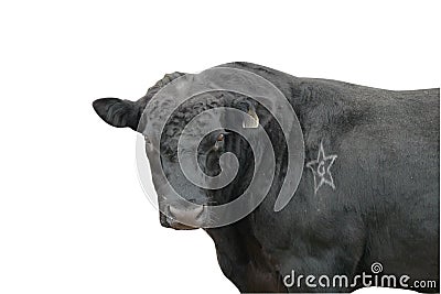 Black bull isolated on white background with path Stock Photo