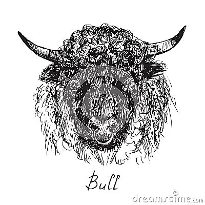 Black bull portrait, curly fur and ring in nose, hand drawn ink doodle, sketch, vector illustration Vector Illustration