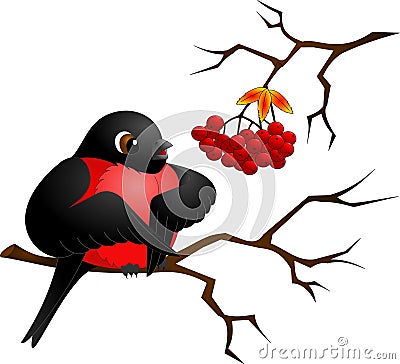 Black bullfinch with red breast sitting on a branch Vector Illustration