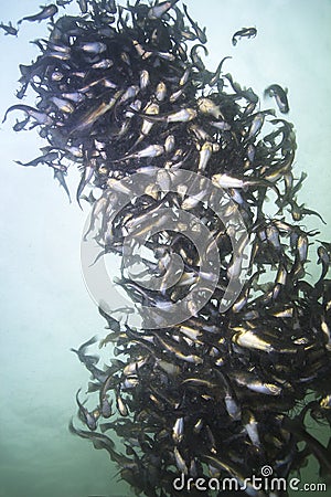 Black bullhead Catfish Ameiurus melas underwater photography Stock Photo