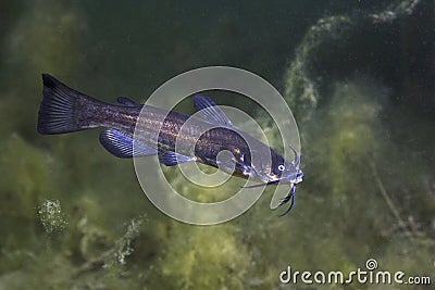 Black bullhead Catfish Ameiurus melas underwater photography Stock Photo