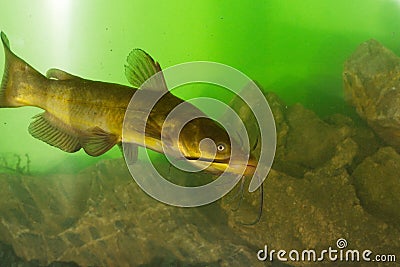 Black Bullhead, Ictalurus melas catfish Stock Photo