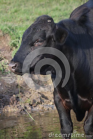 Black bullock. Stock Photo