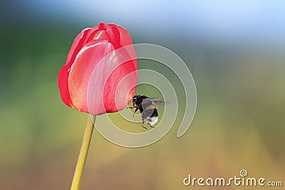 Black bumblebee flies up to the red Tulip Stock Photo