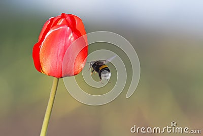 Black bumblebee flies up to the red Tulip Stock Photo