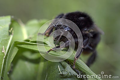 Black bumblebee on green grass Stock Photo
