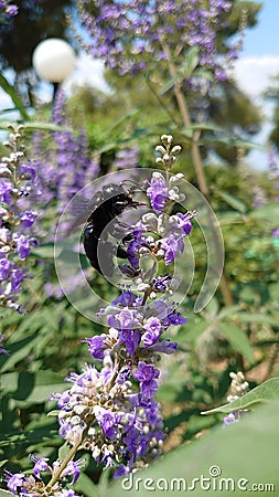 Black bumblebee pollinating a purple garden flower Stock Photo