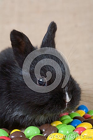 Black bunny and chocolate eggs Stock Photo