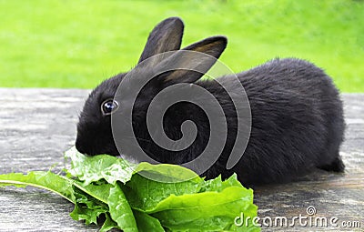 Black bunny rabbit outdoors. Little, cute, sit on wood table, eat leav in garden Stock Photo