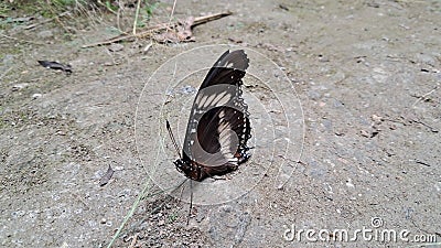 Black butterflies perched on the ground Stock Photo