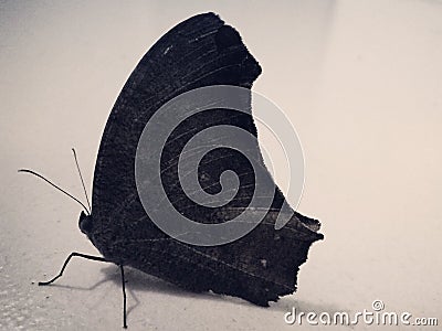 The black butterfly Stock Photo