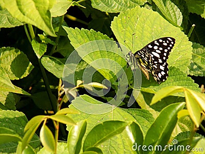 Black butterfly ate leaf Stock Photo