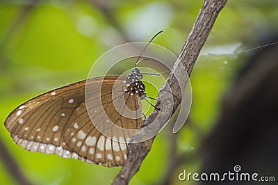 Black Butterfly Stock Photo