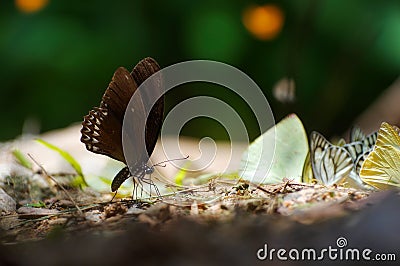 Black butterfly Stock Photo