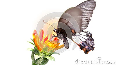 Black butterfly flying over a blooming flower, looking for pollen, macro photography of this delicate and gracious Lepidoptera Stock Photo