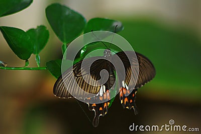 Black Butterfly in the Garden Stock Photo