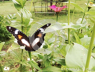 Black Butterfly on green leaf Stock Photo