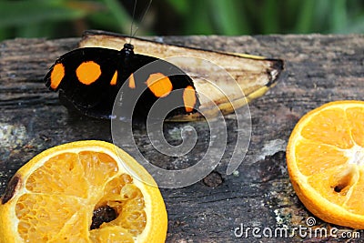 Black butterfly with orange spots on fruits, banana and oranges Stock Photo